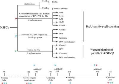 17β-Estradiol Protects Neural Stem/Progenitor Cells Against Ketamine-Induced Injury Through Estrogen Receptor β Pathway